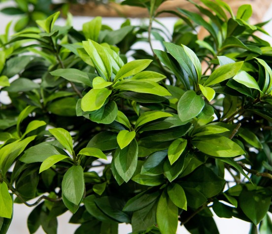 close up of fire resistant leaf