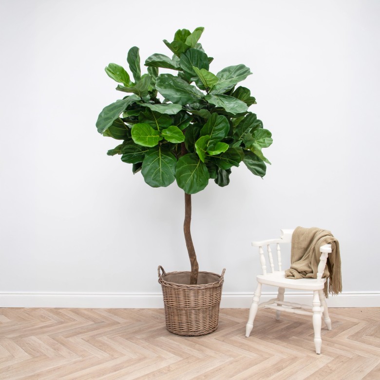 artificial fiddle tree