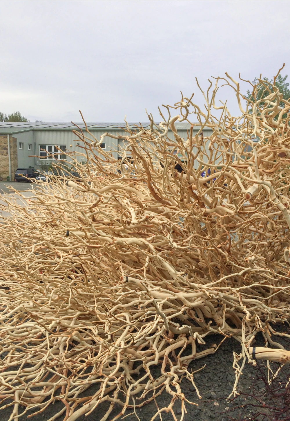 large pile of branches