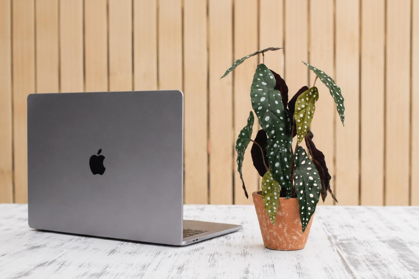 Sur un bureau bien rangé, une petite plante en pot trône à côté d'un ordinateur portable, tandis que la lumière naturelle pénètre à flots par une fenêtre voisine. Cette disposition met en évidence les avantages de l'intégration de plantes d'intérieur dans un environnement de travail, qui contribuent à améliorer la qualité de l'air et à réduire le stress.